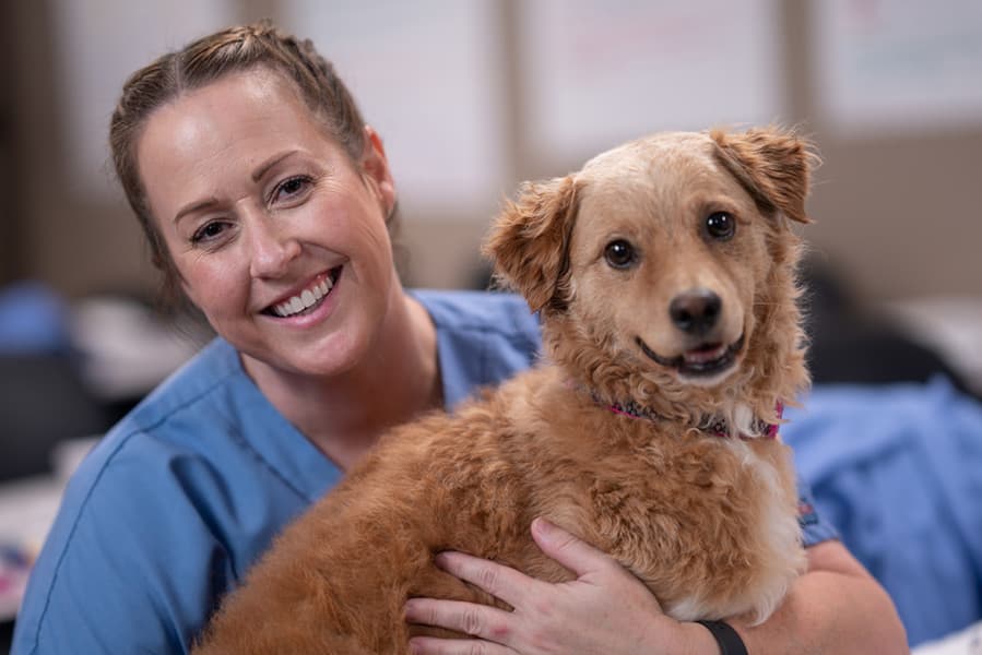 SJVC Veterinary Assistant Career Opportunities