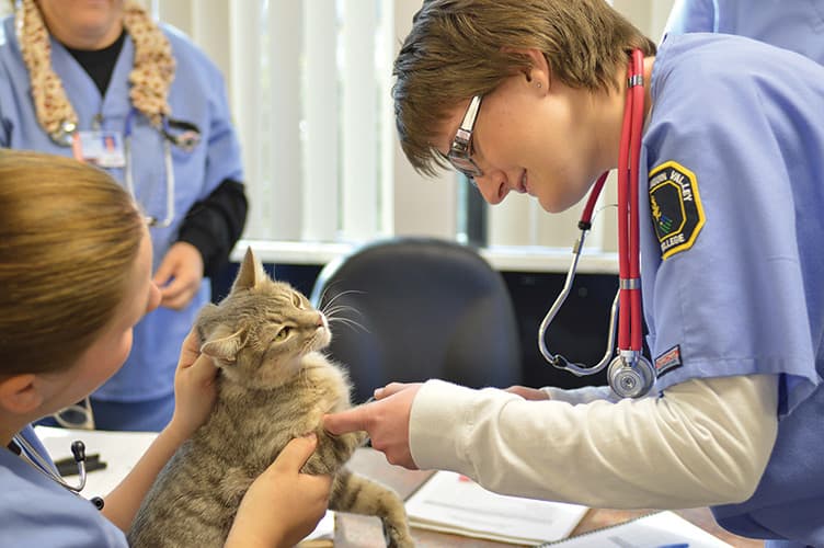 SJVC Veterinary Assistant Program Details