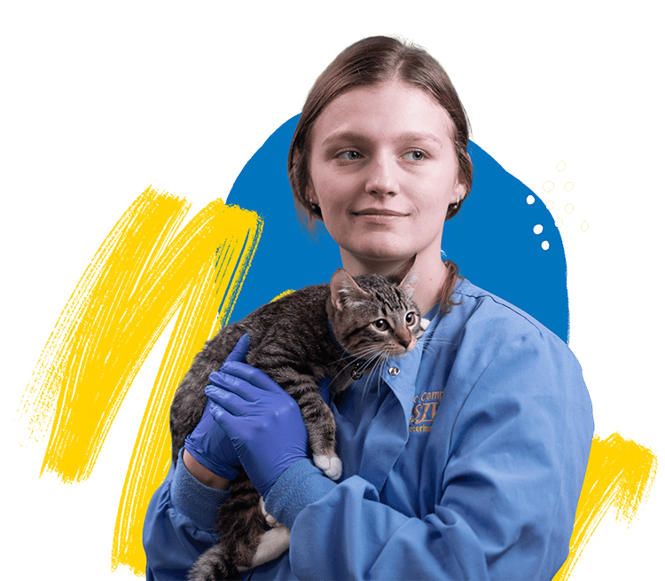 Veterinary Assistant Program | San Joaquin Valley College