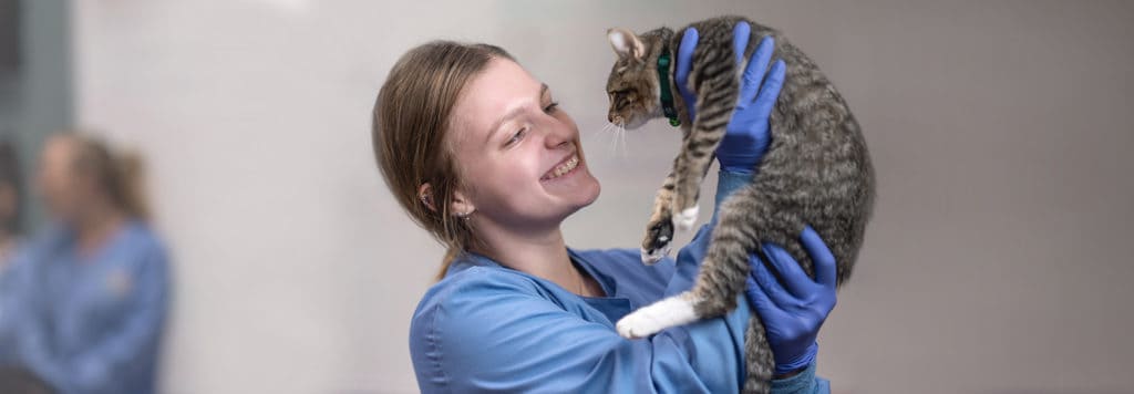 Young woman in scrubs and gloves holding cat.