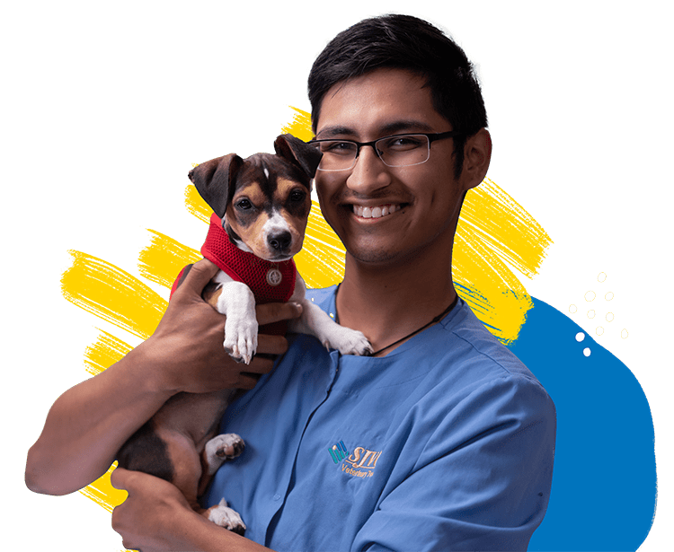 SJVC Veterinary Technology Program