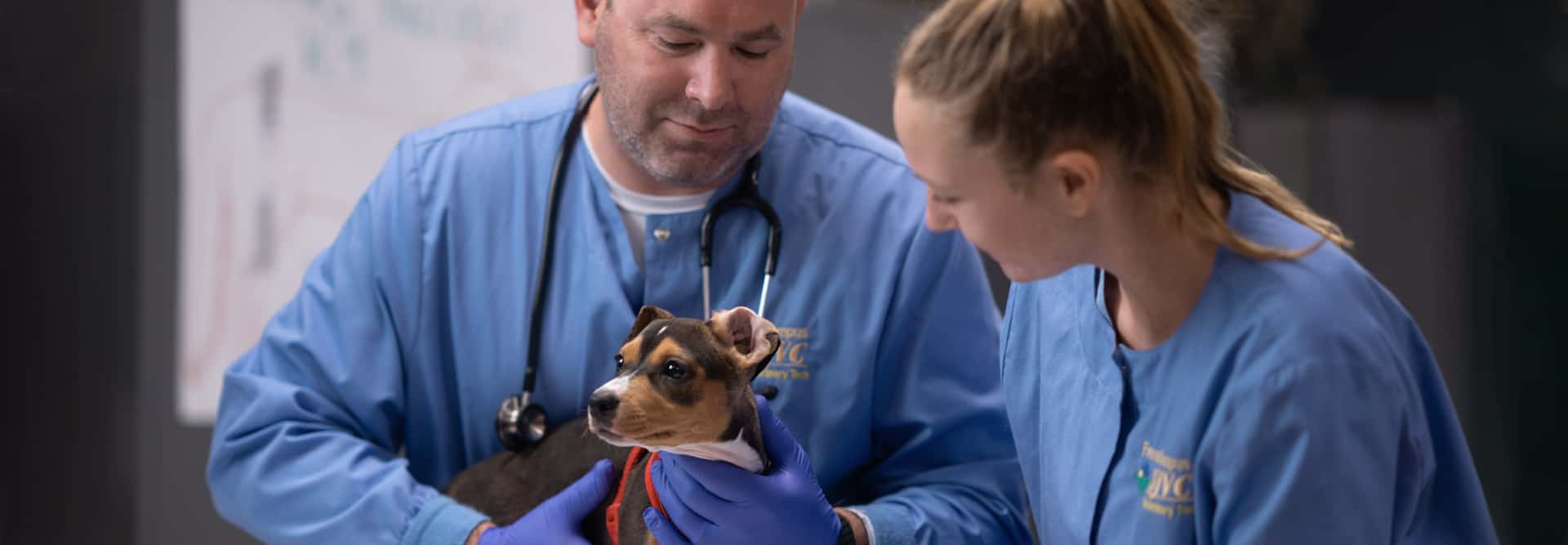 Veterinary Assistant Program San Joaquin Valley College