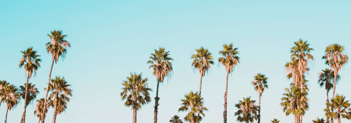 Palm Trees in Southern California
