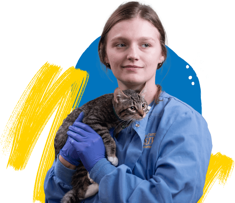 SJVC Veterinary student holding onto a cat