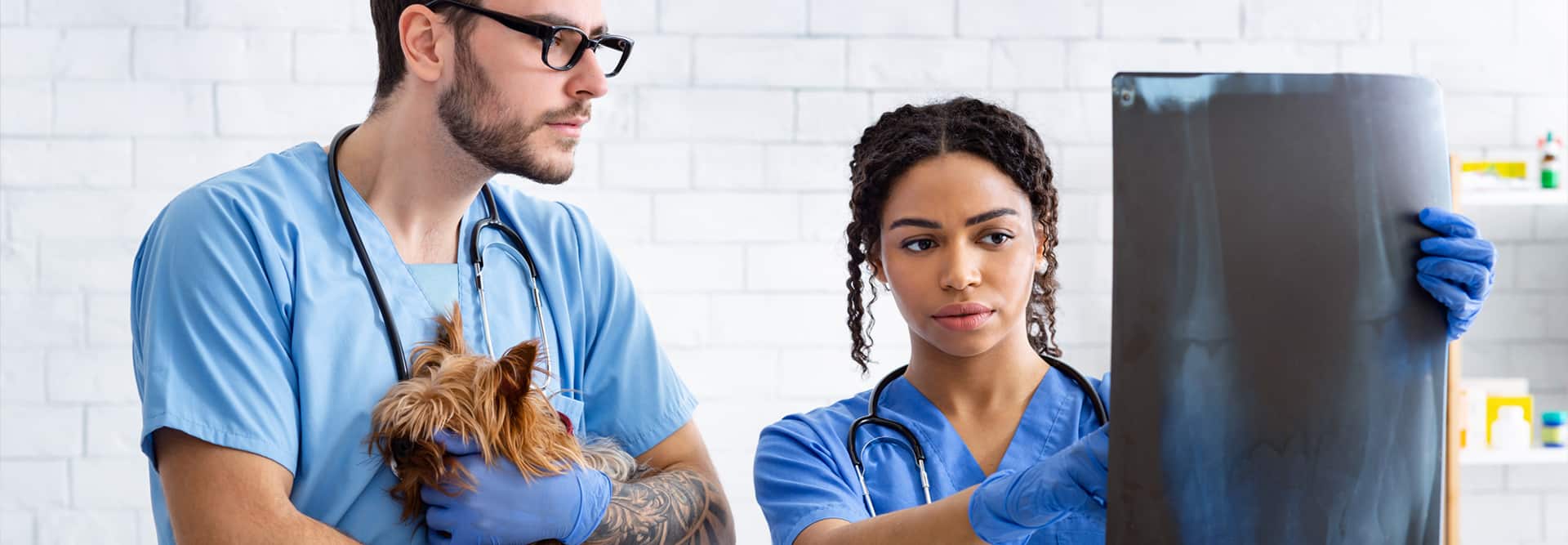 Veterinary Technician Work Environment